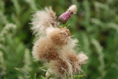Enlarge photo 51