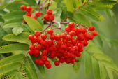 Enlarge photo 37