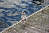Enlarge photo 38