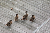 Enlarge photo 39