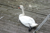 Enlarge photo 41