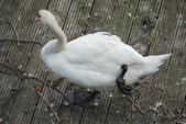Enlarge photo 42