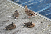 Enlarge photo 43