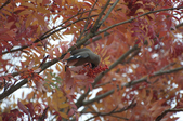 Enlarge photo 140