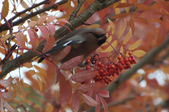Enlarge photo 141