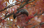 Enlarge photo 142