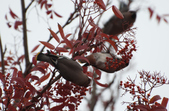 Enlarge photo 145
