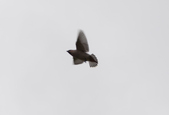 Enlarge photo 146