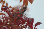 Enlarge photo 148