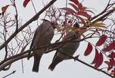 Enlarge photo 131