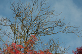 Enlarge photo 79