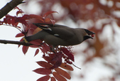 Enlarge photo 167