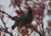 Enlarge photo 152