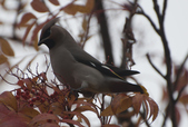 Enlarge photo 153