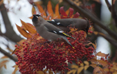 Enlarge photo 158