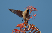 Enlarge photo 55