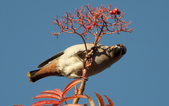 Enlarge photo 57