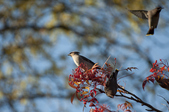 Enlarge photo 65