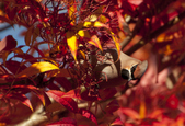 Enlarge photo 26