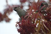 Enlarge photo 169