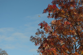 Enlarge photo 29