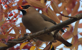 Enlarge photo 36