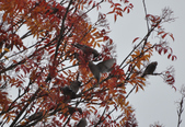 Enlarge photo 132