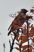 Enlarge photo 133