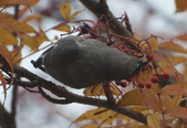 Enlarge photo 137