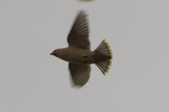 Enlarge photo 138