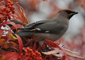 Enlarge photo 122