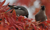 Enlarge photo 123