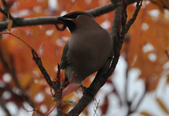 Enlarge photo 125