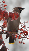 Enlarge photo 126