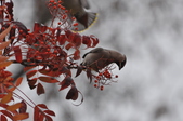 Enlarge photo 130