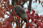 Enlarge photo 111