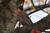 Enlarge photo 112