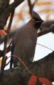 Enlarge photo 113