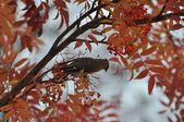 Enlarge photo 114