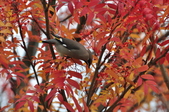 Enlarge photo 115
