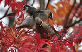 Enlarge photo 116