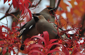 Enlarge photo 117