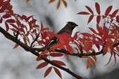 Enlarge photo 118