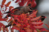 Enlarge photo 119
