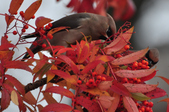Enlarge photo 120