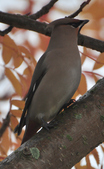 Enlarge photo 104