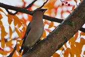 Enlarge photo 105
