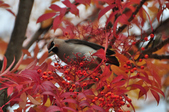 Enlarge photo 107