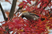 Enlarge photo 109