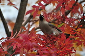 Enlarge photo 110